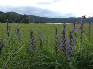 IMG_2470