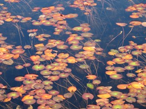 沼尻の池塘