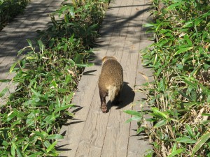 カワイイ珍客に出会いました。