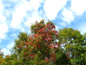 山ぶどうの葉が紅く綺麗です。