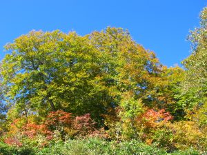 昨年よりも遅れ気味の紅葉も濃く色づいてきました。