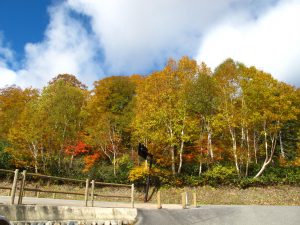 天気が良くなり一気に色濃くなり、今が最高です。