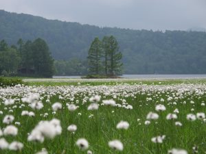 大江湿原のワタスゲ